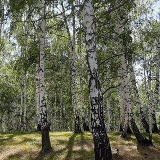Сушка древесины, сушка леса 🌳