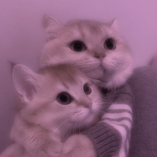Милые котики🐾