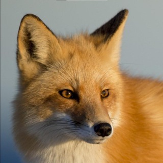 Naturally Geographic Russia 🦊
